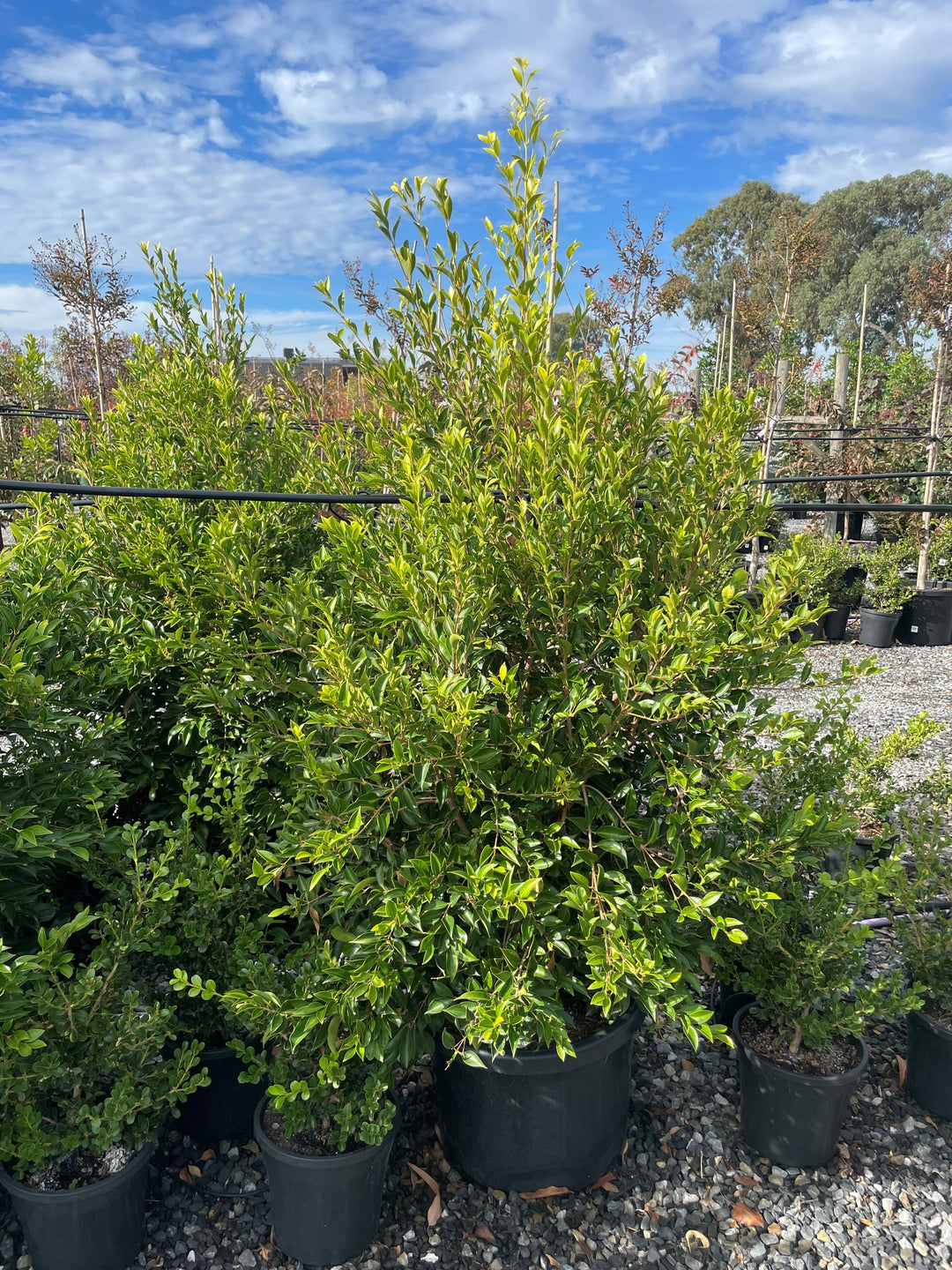 Acmena Smithii &