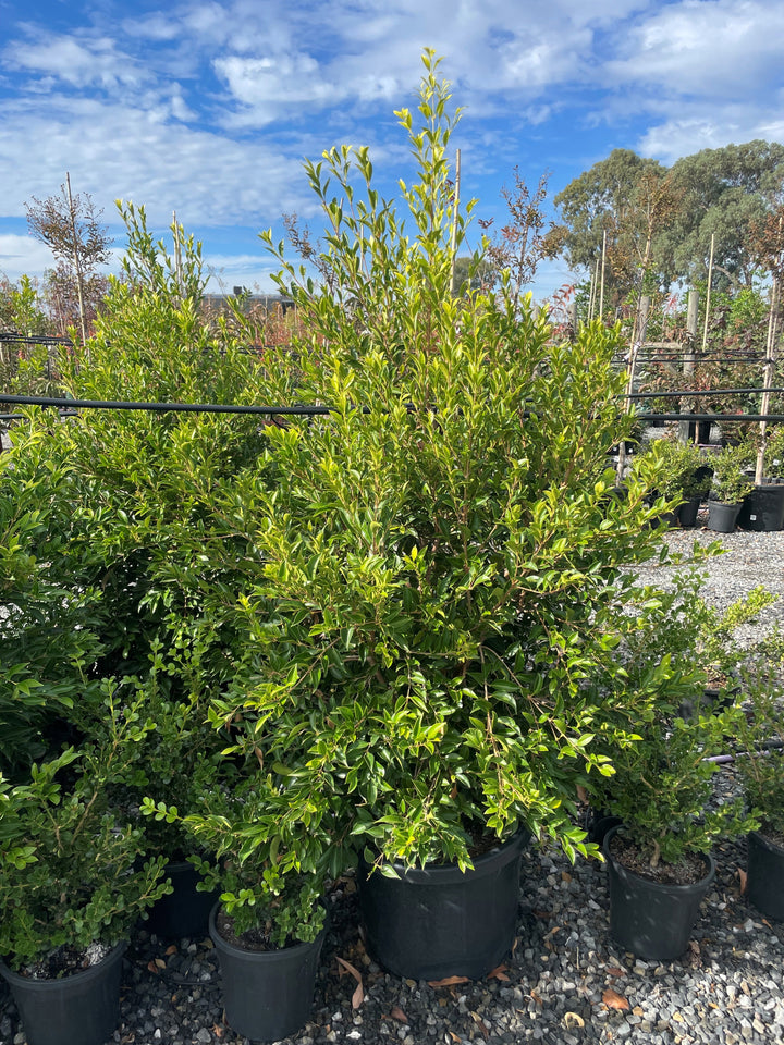 Acmena Smithii &