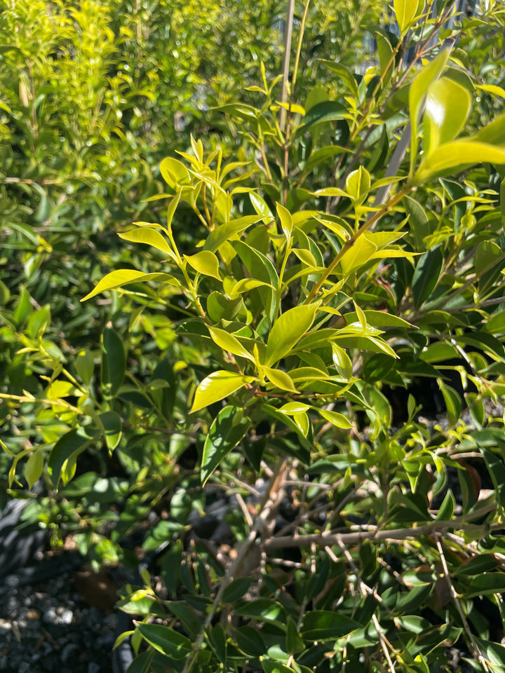 Acmena Smithii 'Sublime'