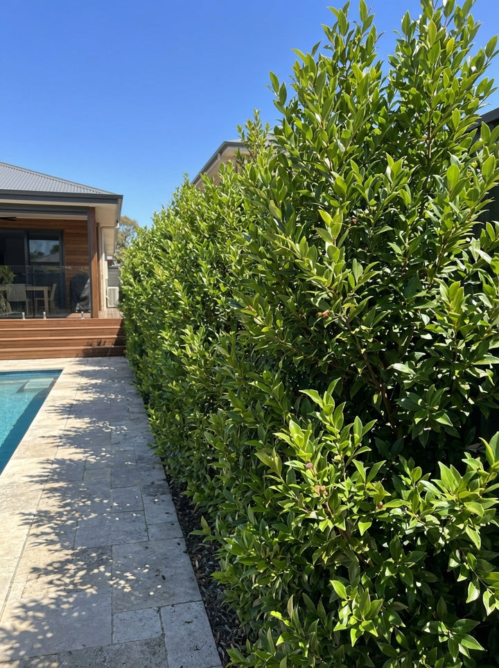 Acmena Smithii 'Sublime'