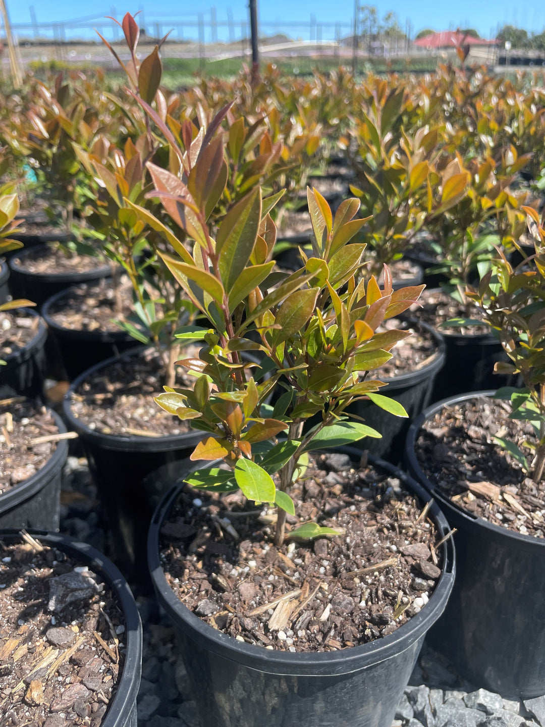 Acmena Smithii Var. Minor