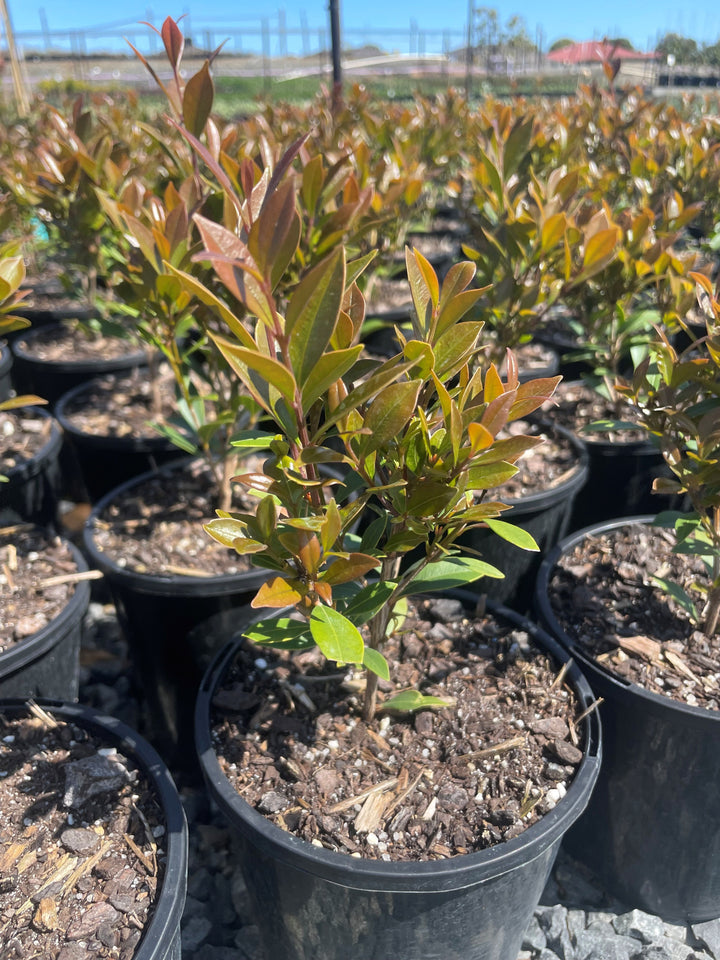 Acmena Smithii Var. Minor