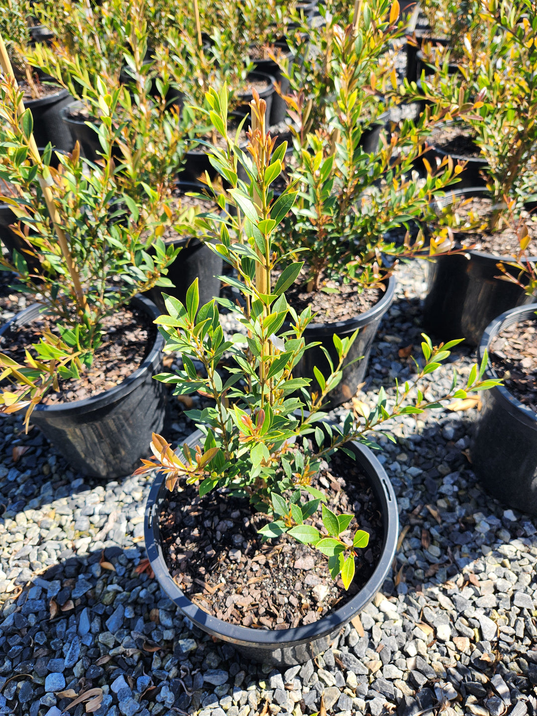 Acmena Smithii Var. Minor