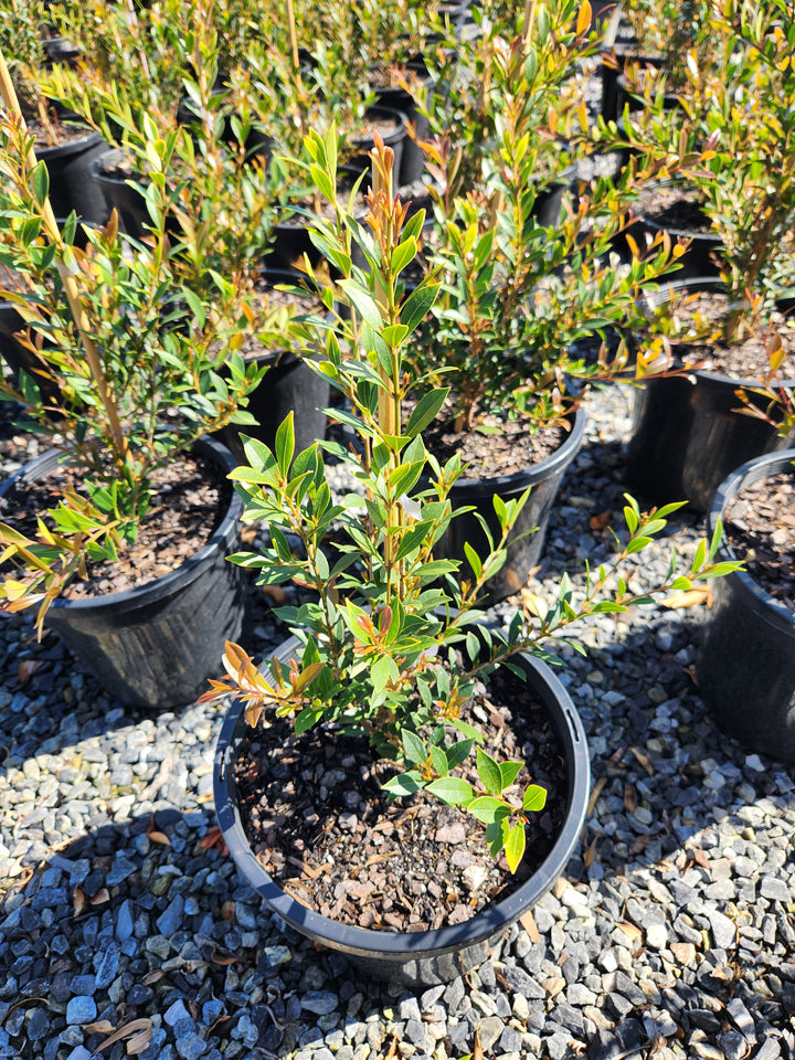 Acmena Smithii Var. Minor