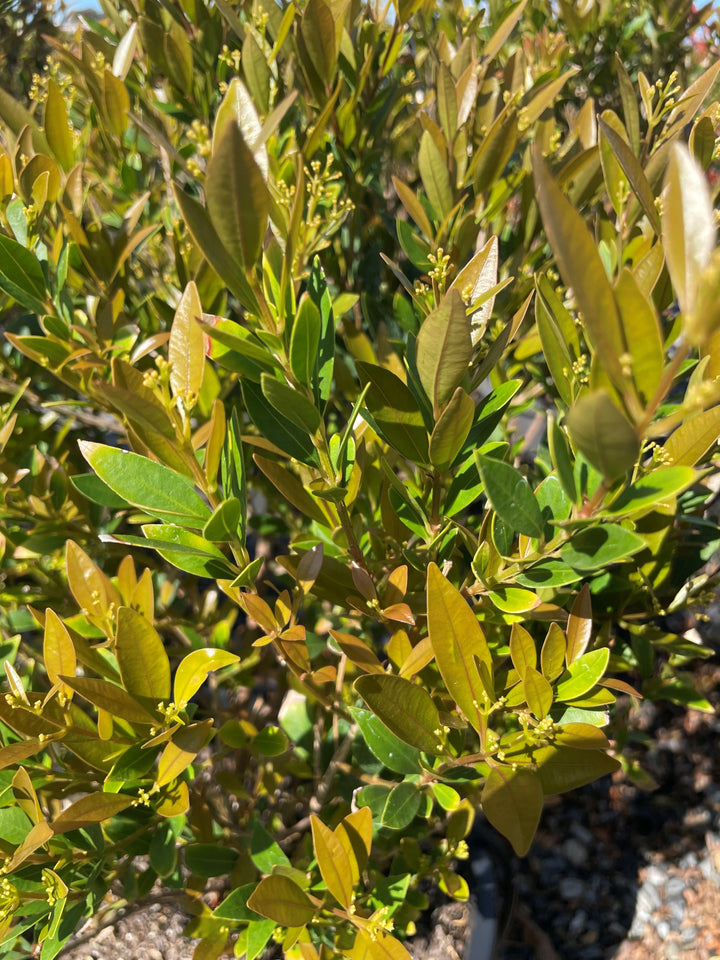 Acmena Smithii Var. Minor