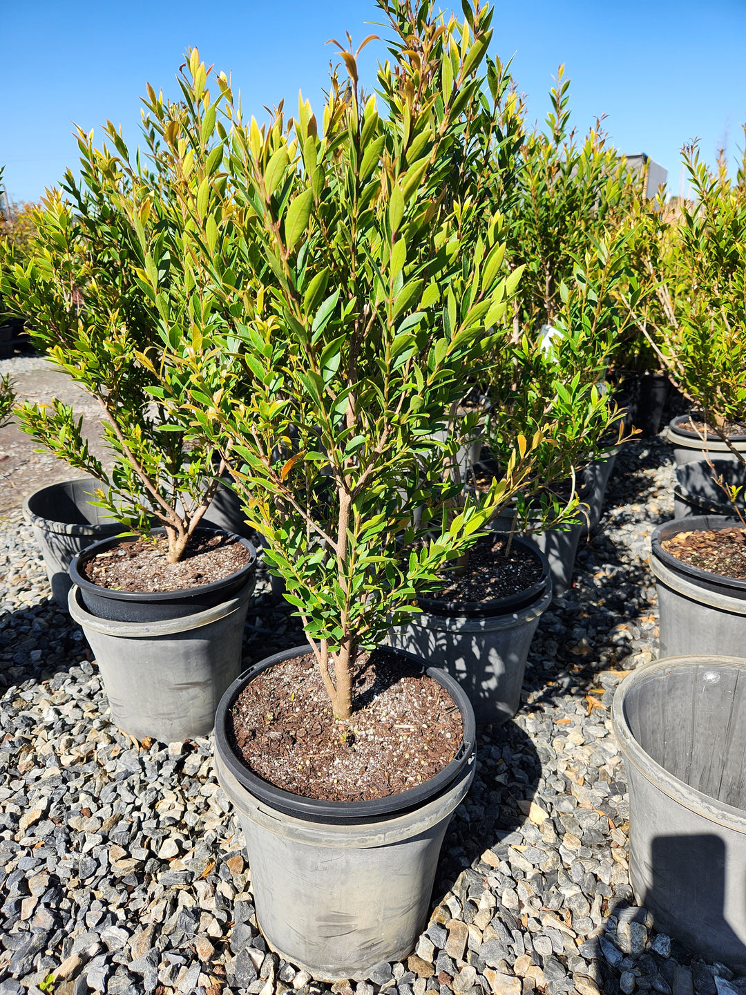 Acmena Smithii Var. Minor for sale Adelaide Plant Co