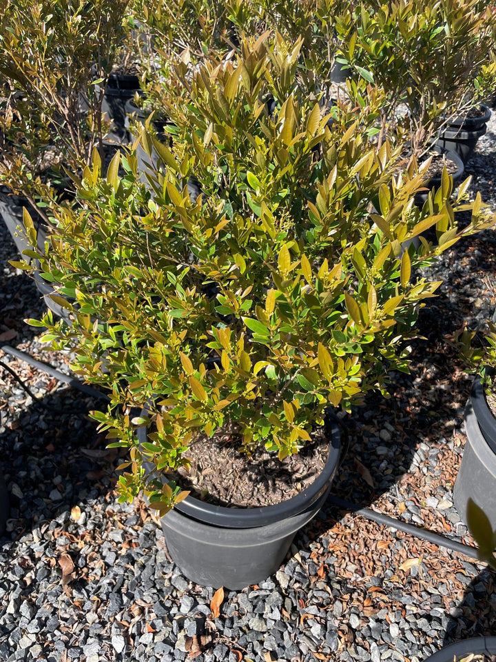 Acmena Smithii Var. Minor