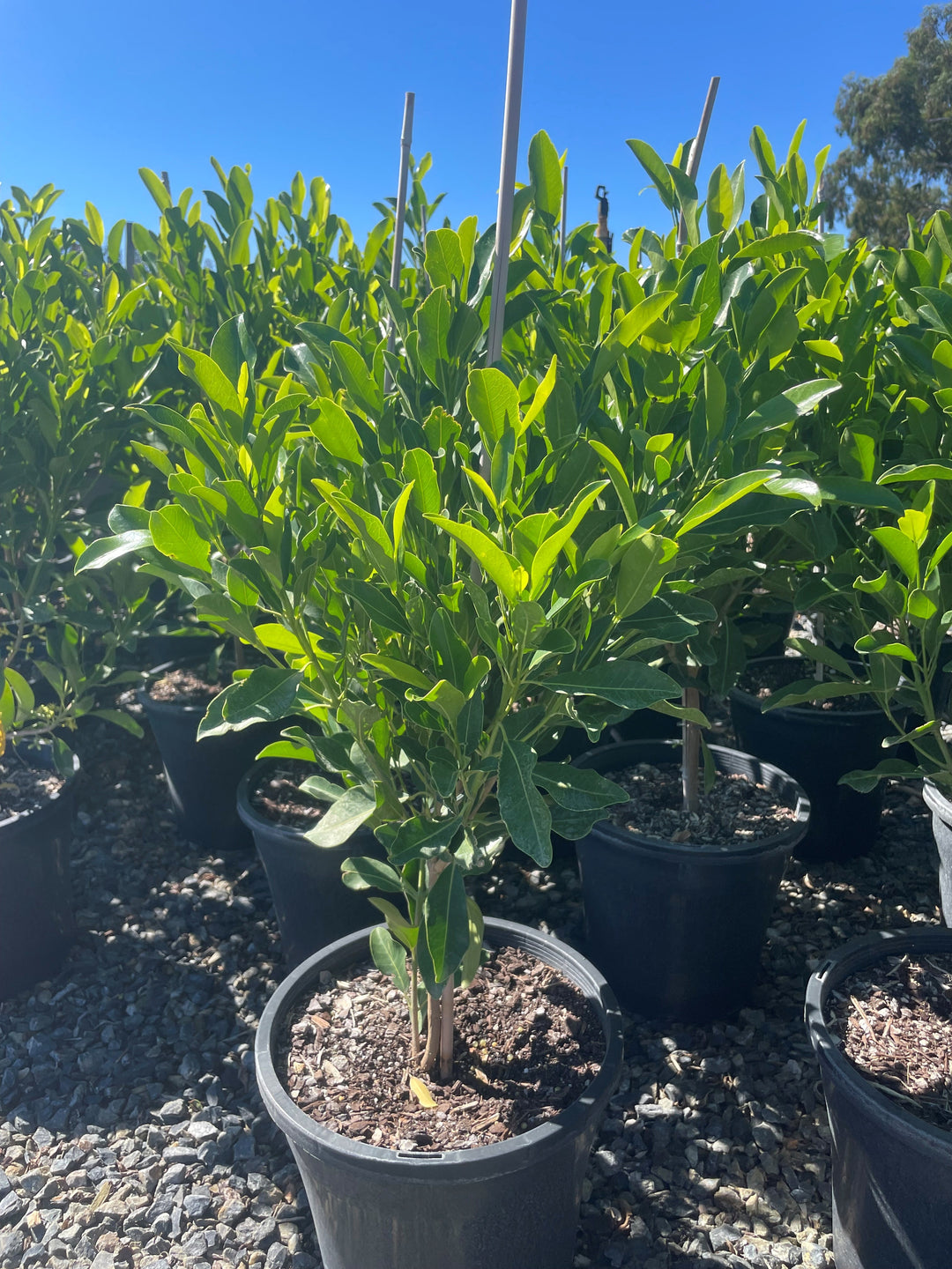 Acronychia imperforata for sale Adelaide Plant Co
