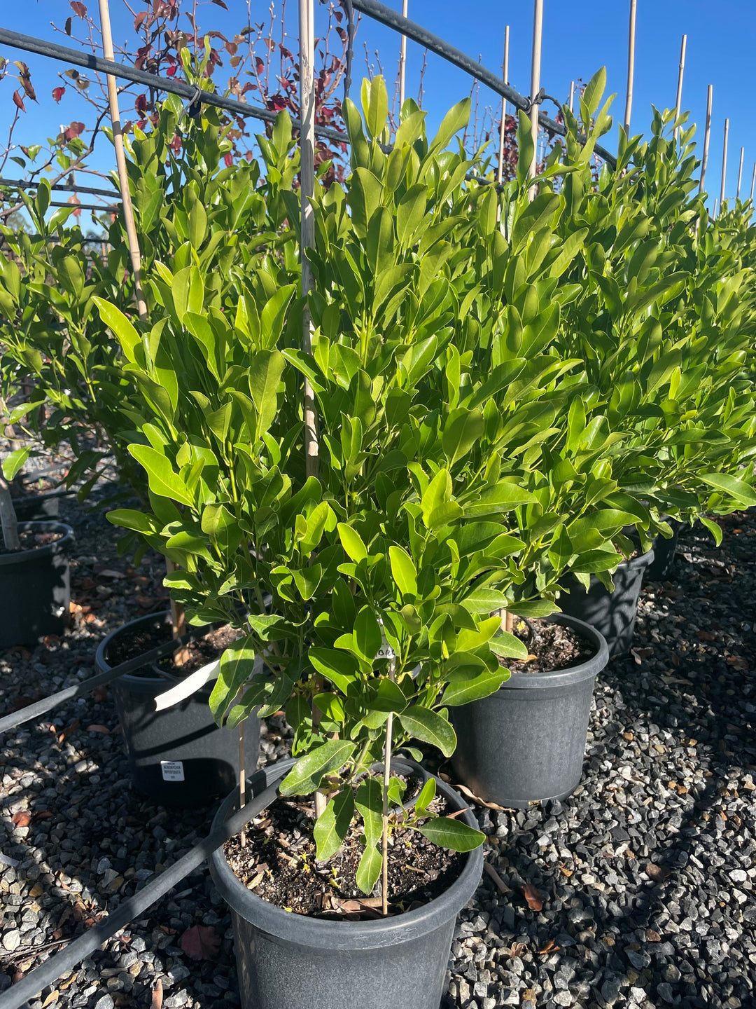 Acronychia imperforata 300mm Pot for sale Adelaide Plant Co