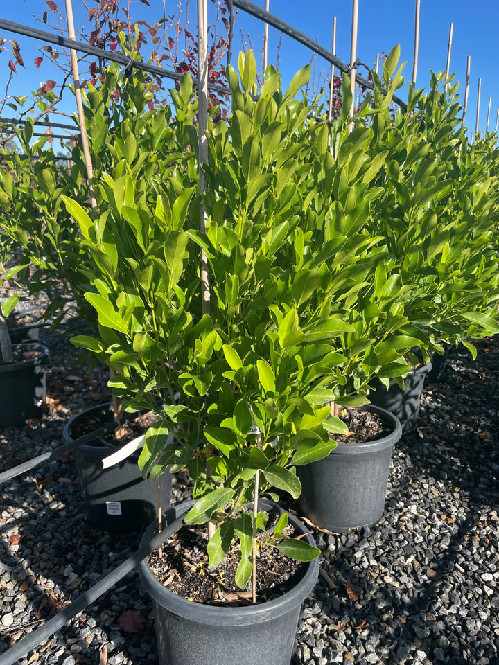 Acronychia imperforata 300mm Pot for sale Adelaide Plant Co