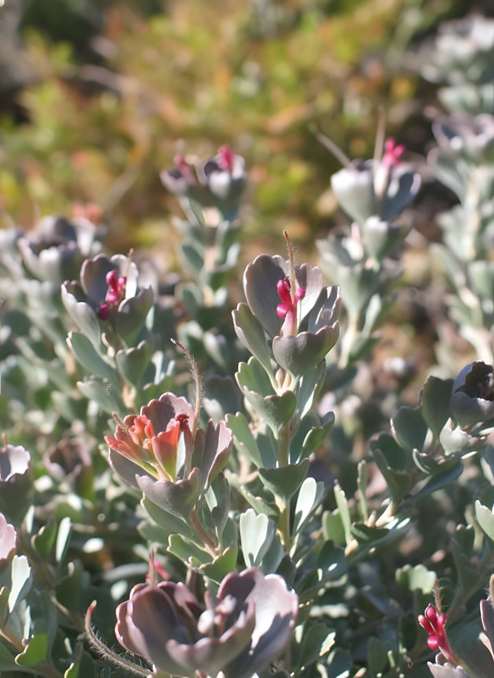 Adenanthos cuneatus &