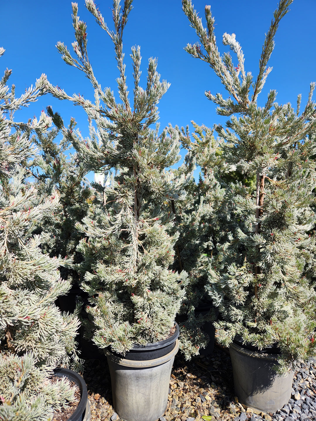 Adenanthos Cunninghamii 'Prostrate'