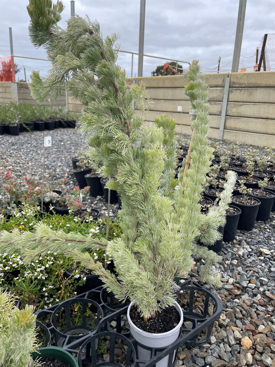Adenanthos Sericeus 'Silver Sensation'