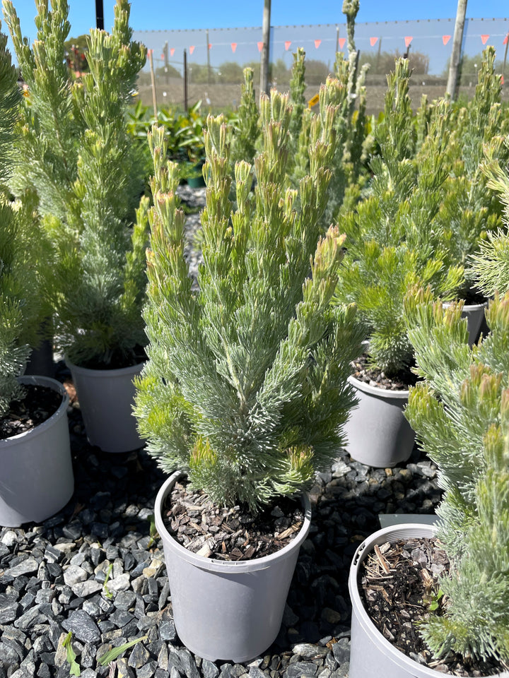 Adenanthos Sericeus &