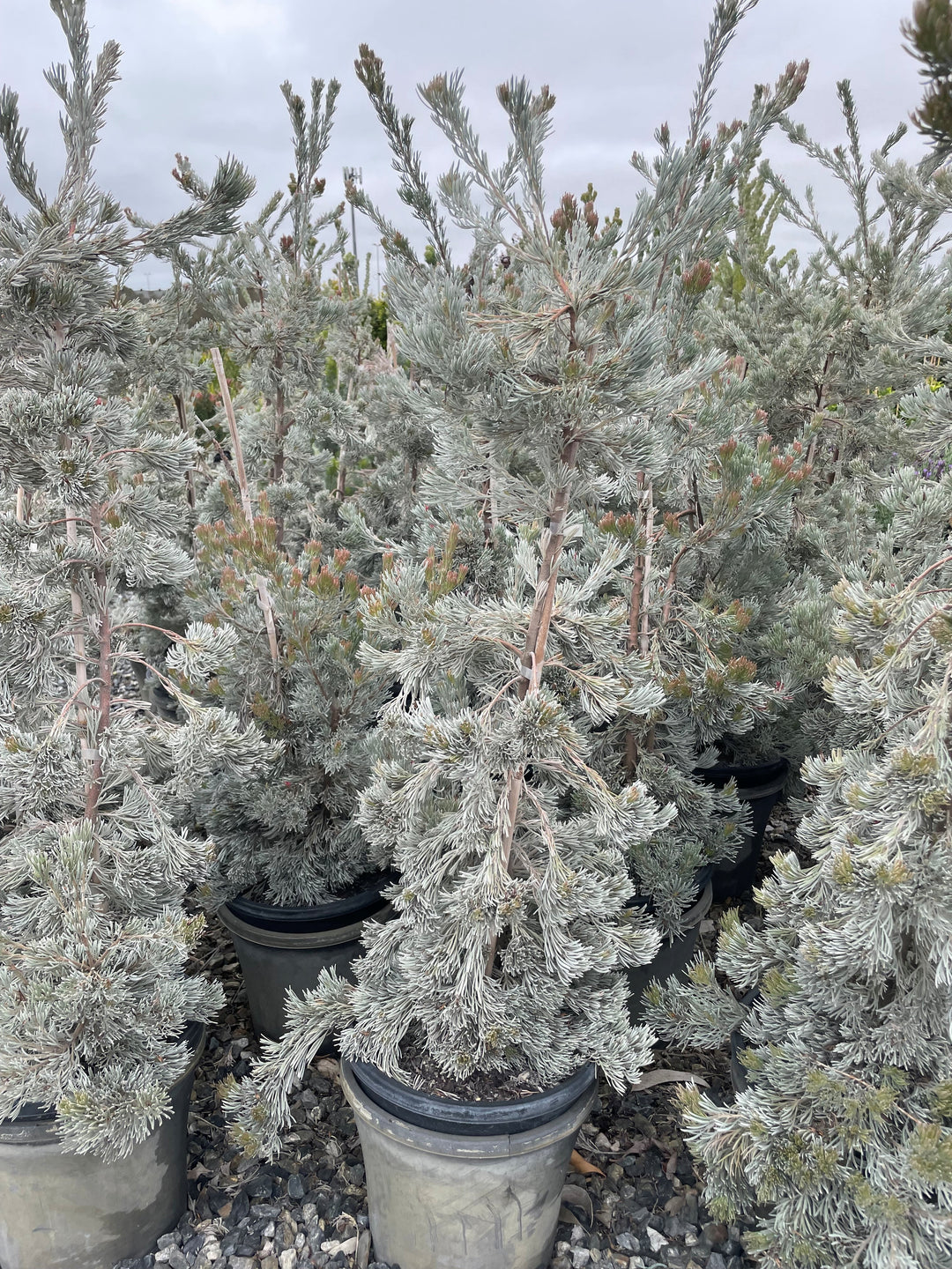 Adenanthos Sericeus 'Silver Sensation'