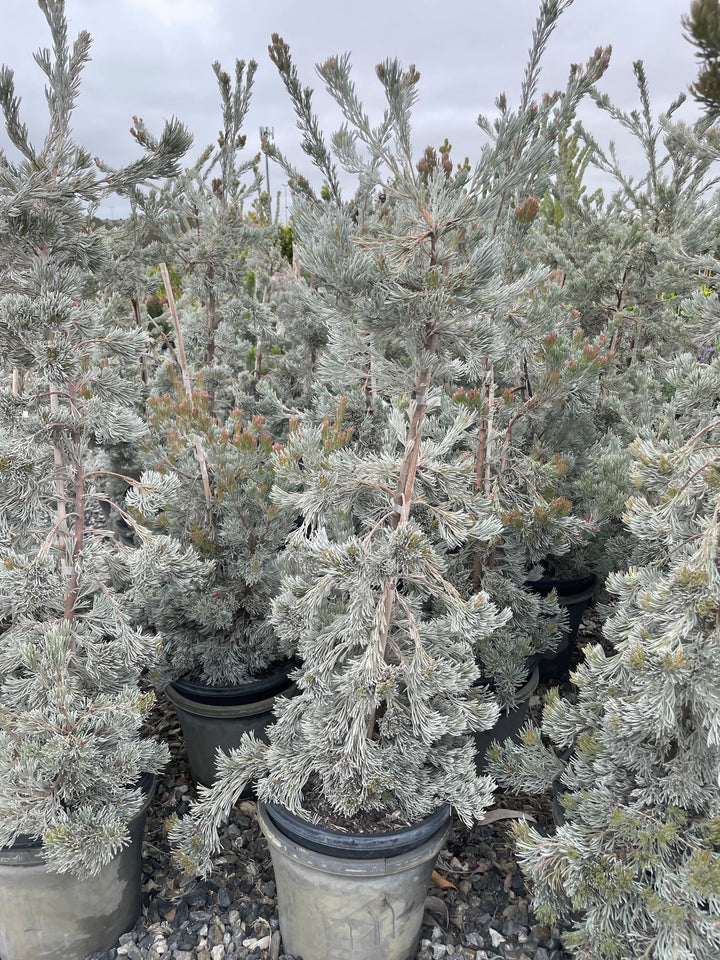 Adenanthos Sericeus 'Silver Sensation'