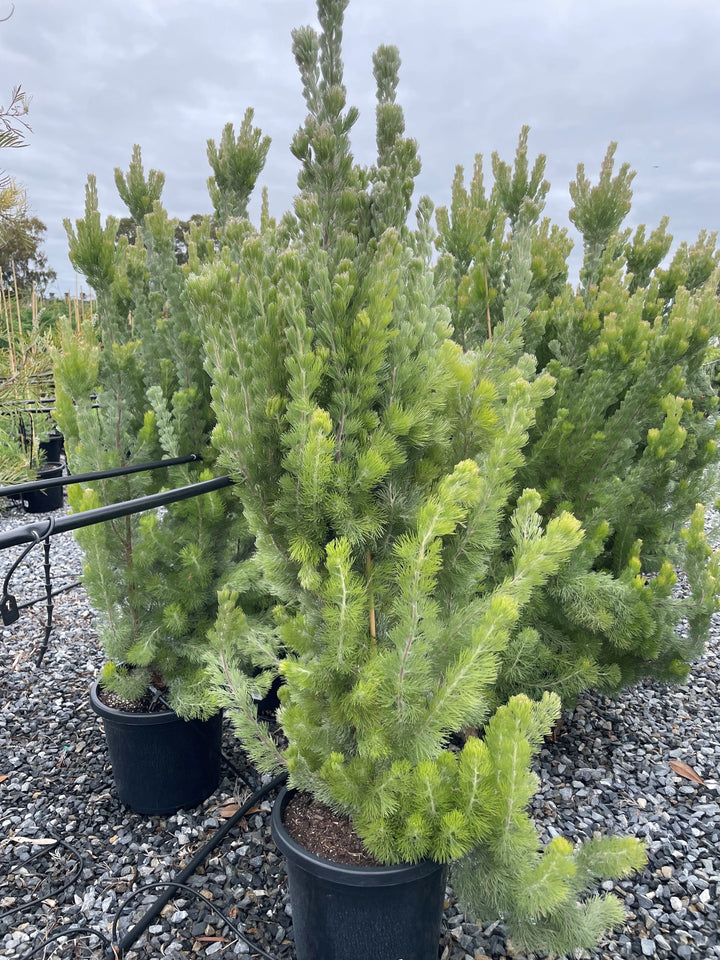 Adenanthos Sericeus 'Silver Sensation'