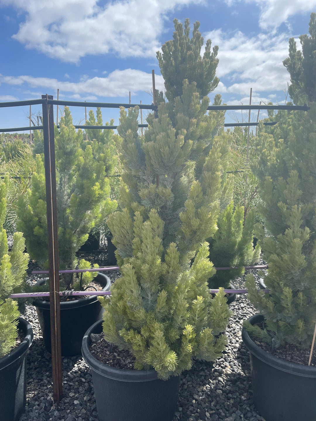 Adenanthos Sericeus &