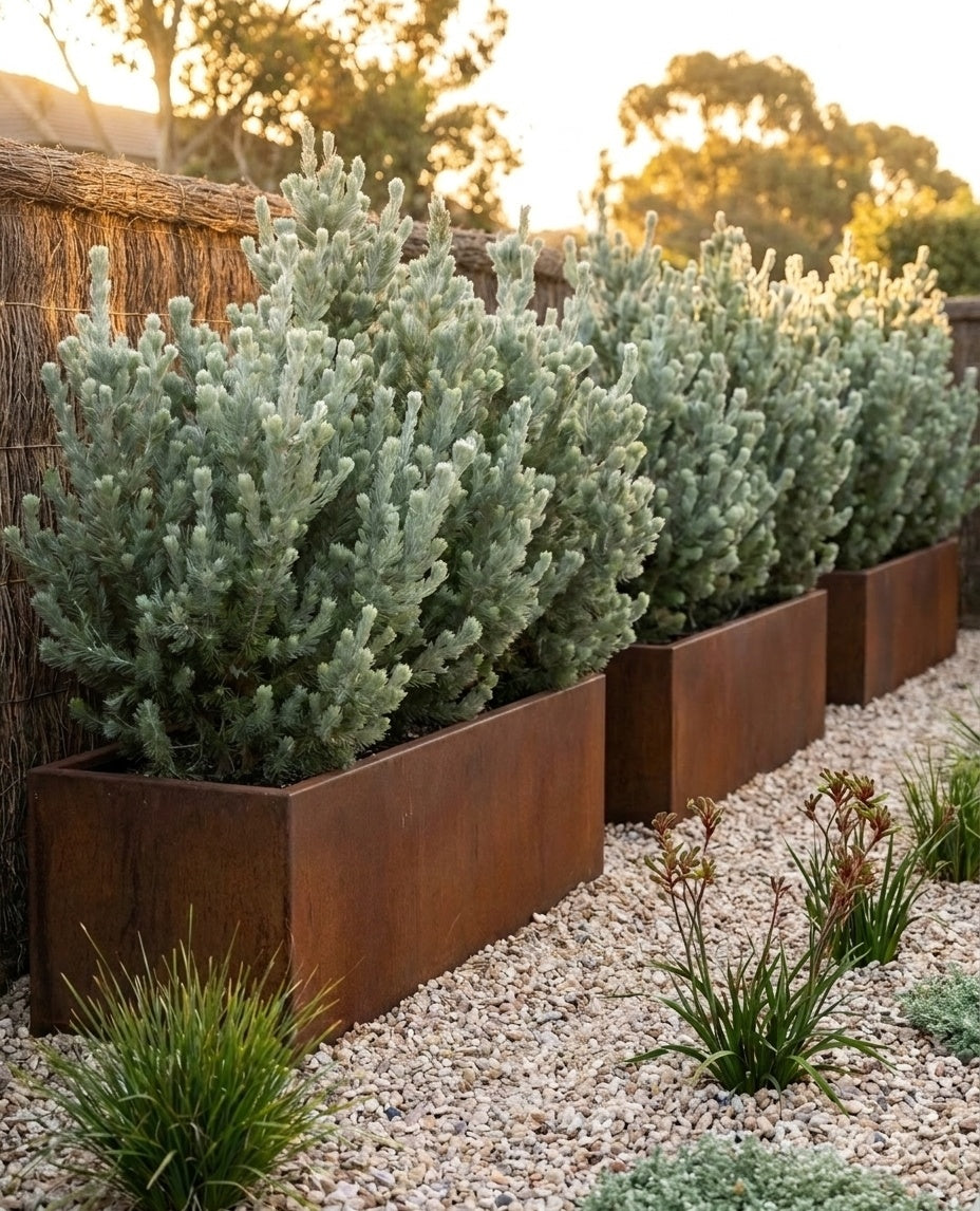Adenanthos Sericeus planted as a screening row along a boundary fence, softening the fence line in an Adelaide garden.