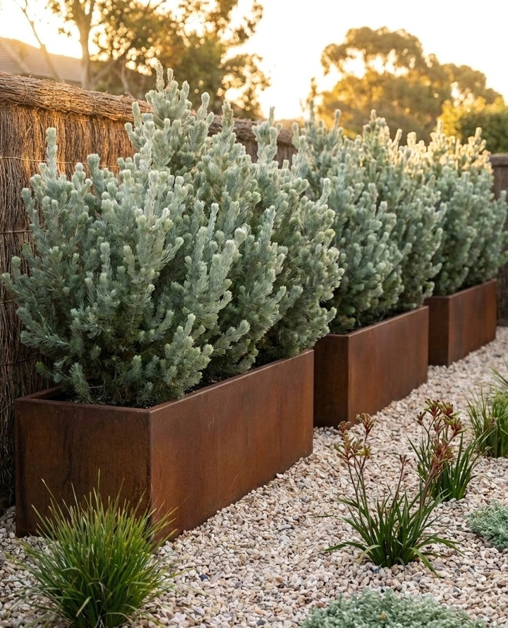 Adenanthos Sericeus planted as a screening row along a boundary fence, softening the fence line in an Adelaide garden.