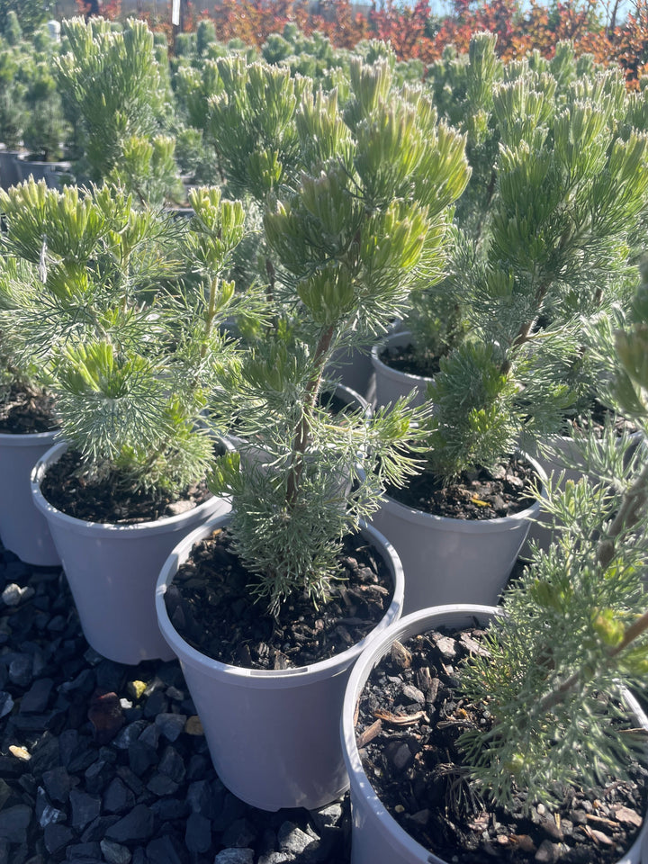 Adenanthos Sericeus 'Silver Silk'