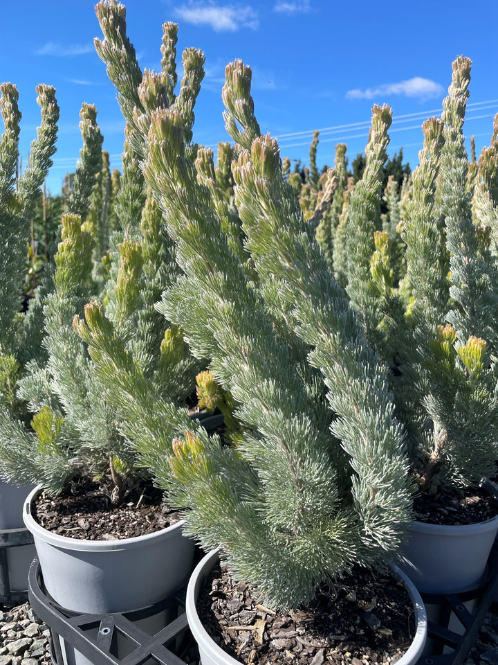 Adenanthos Sericeus 'Silver Silk'