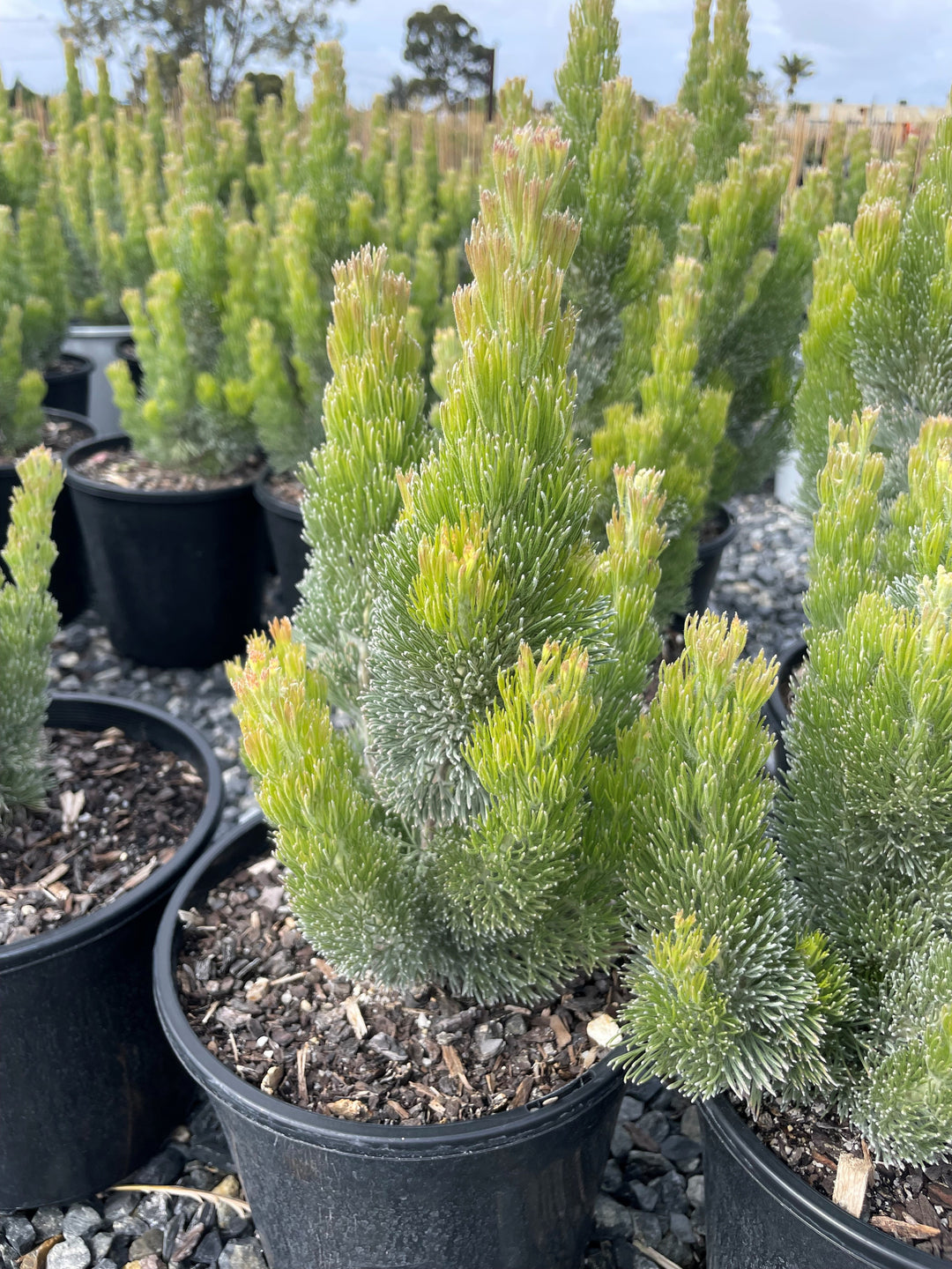 Adenanthos Sericeus for sale Adelaide Plant Co