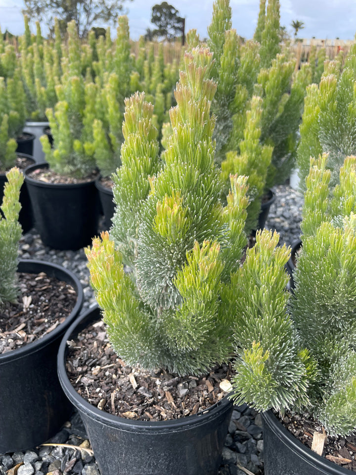 Adenanthos Sericeus for sale Adelaide Plant Co