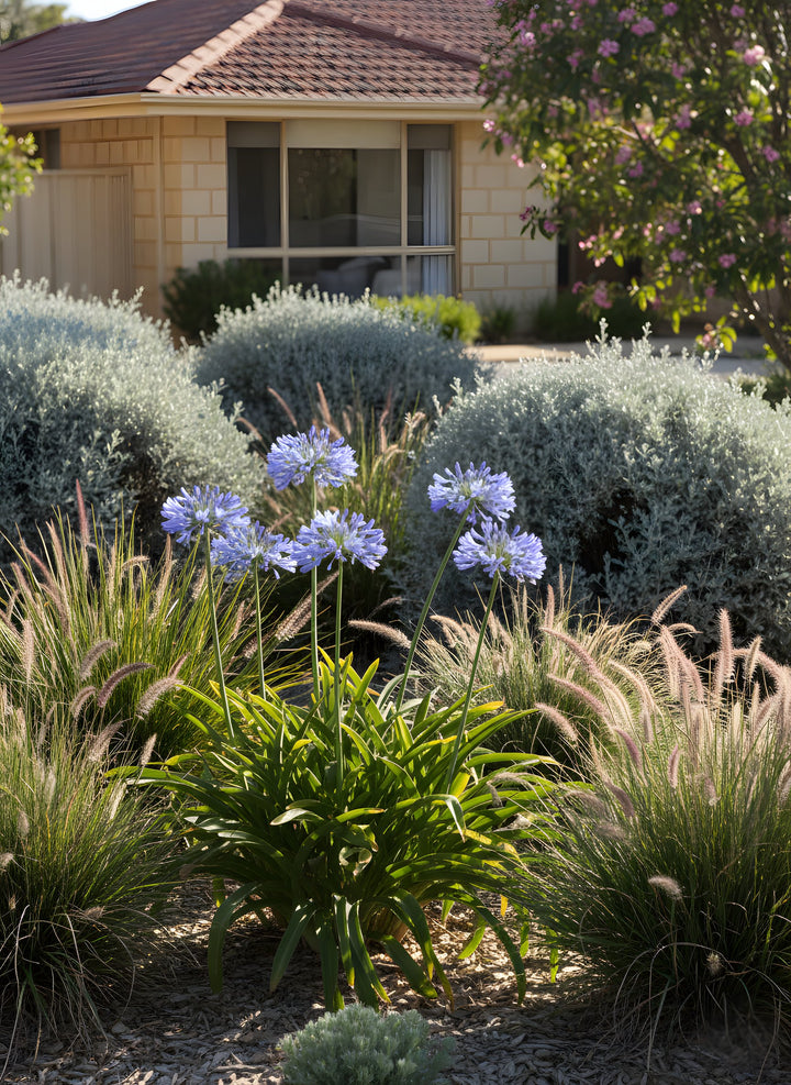 Agapanthus Orientalis &