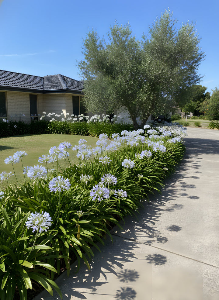 Agapanthus Orientalis &