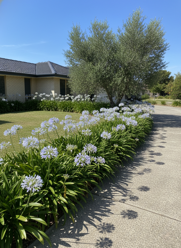 Agapanthus Orientalis &