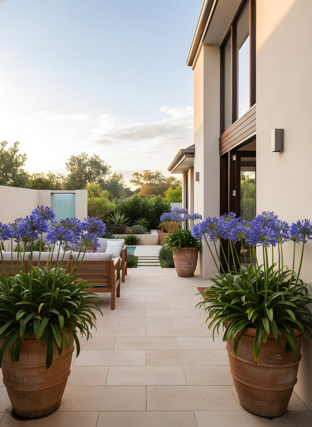 Agapanthus Orientalis &