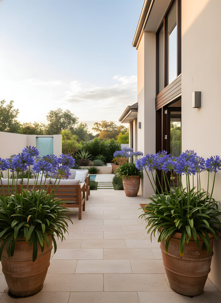 Agapanthus Orientalis &
