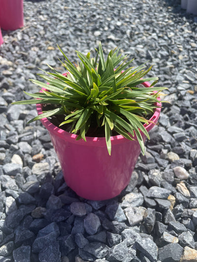 Agapanthus 'Blush Pink' 140mm Pot for sale Adelaide Plant Co
