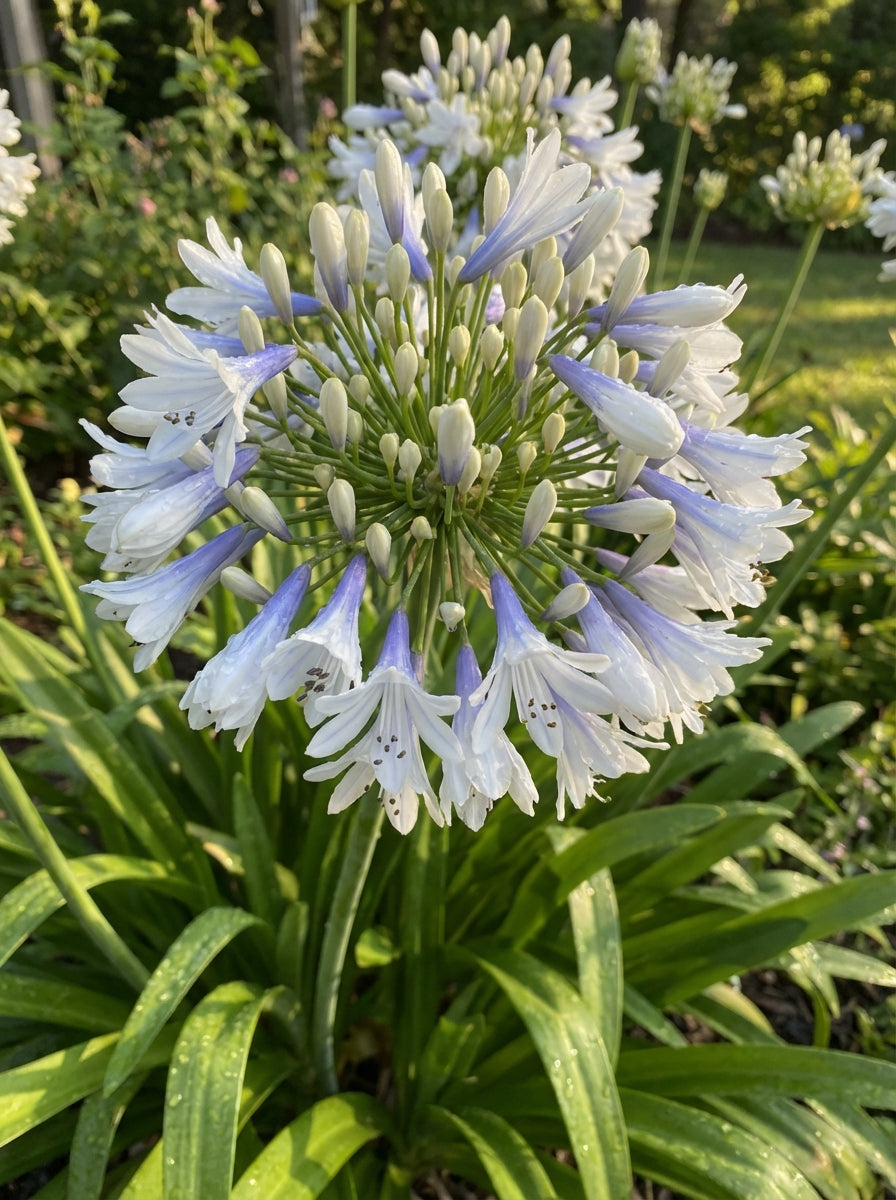 Agapanthus hybrid 'Big Blue Eyes' 140mm Pot for sale Adelaide Plant Co
