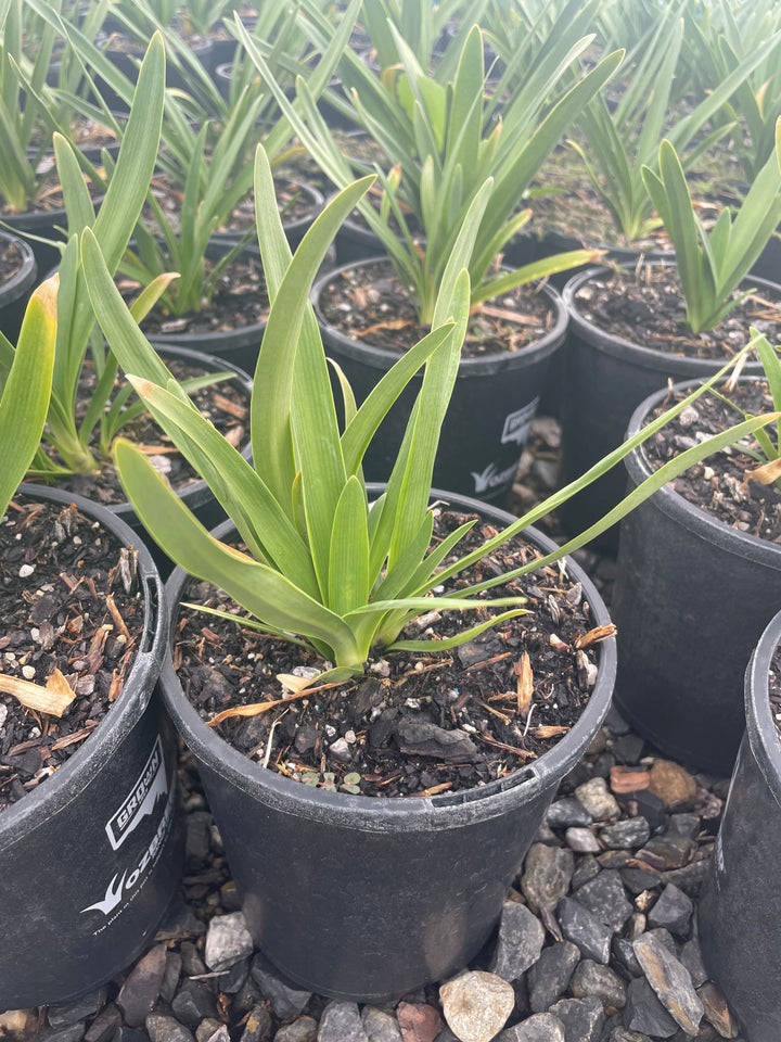 Agapanthus hybrid &