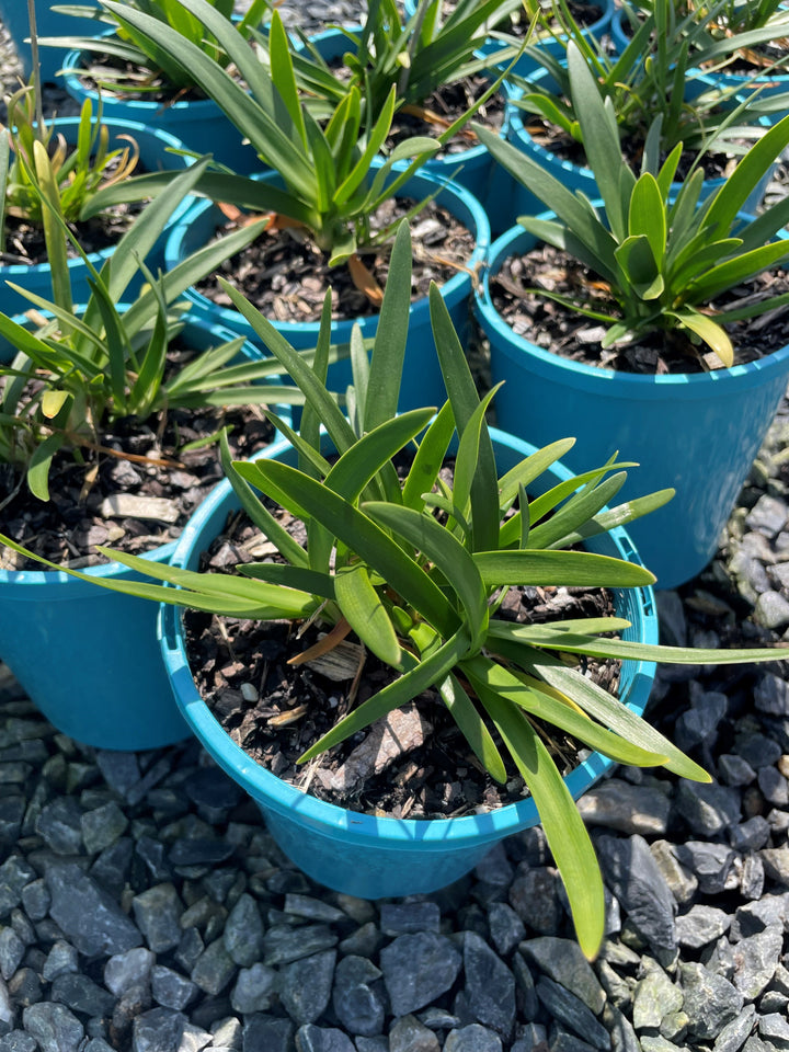 Agapanthus Orientalis 'Baby Pete'