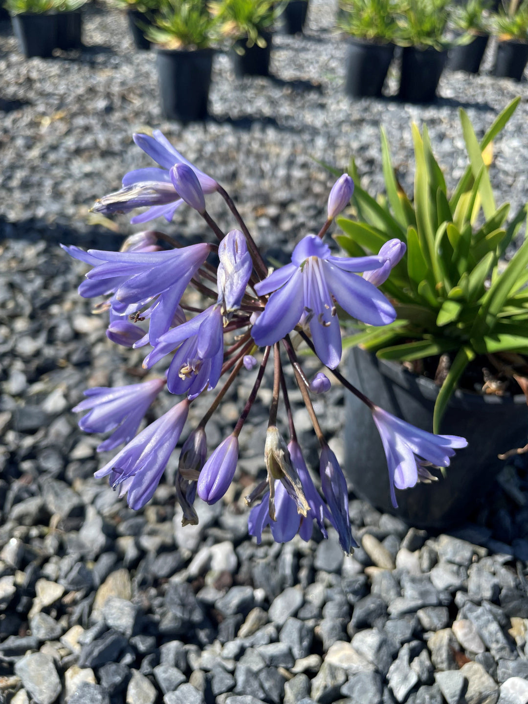 Agapanthus Orientalis 'Baby Pete'
