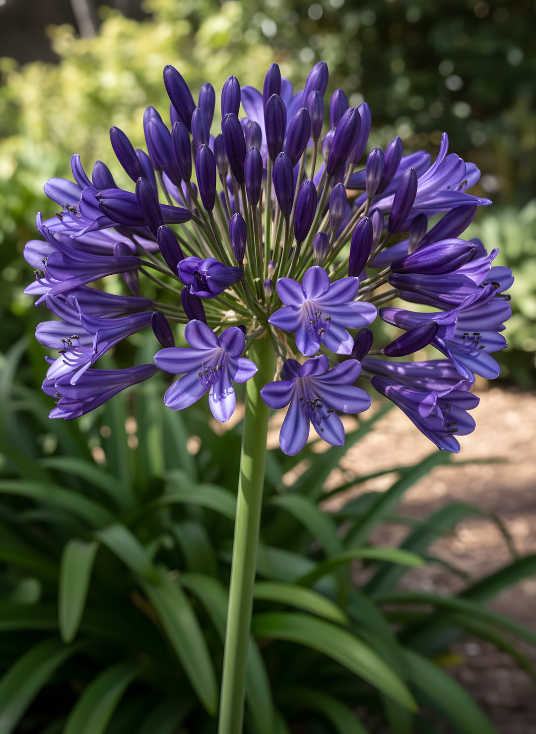 Agapanthus Orientalis 'Black Pantha' 140mm Pot for sale Adelaide Plant Co