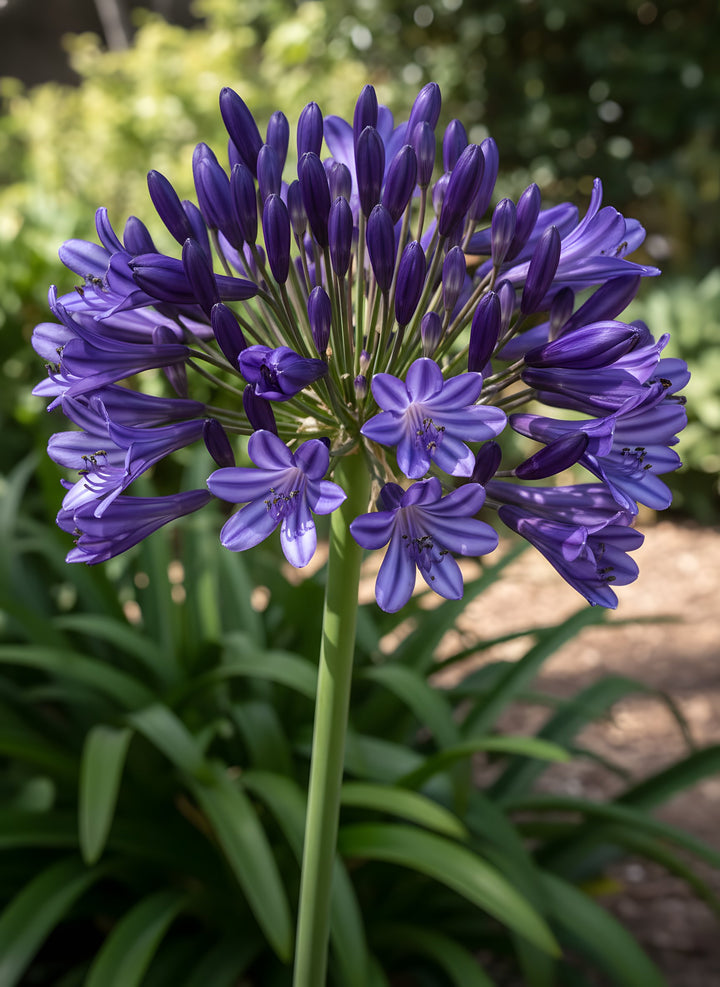 Agapanthus Orientalis &