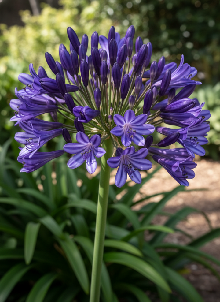 Agapanthus Orientalis 'Black Pantha'