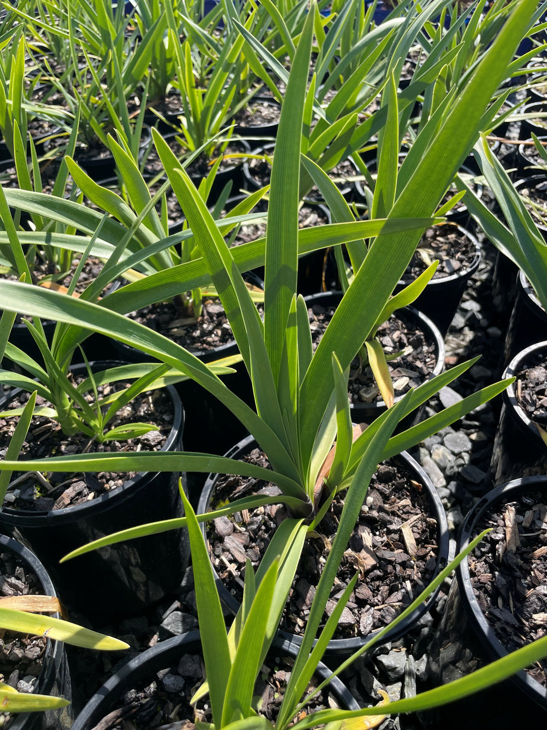 Agapanthus Orientalis 'Black Pantha'
