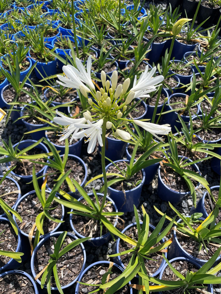 Agapanthus Orientalis 'Perpetual Peace'