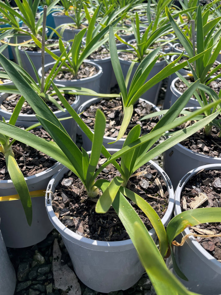 Agapanthus Orientalis 'Perpetual Peace'