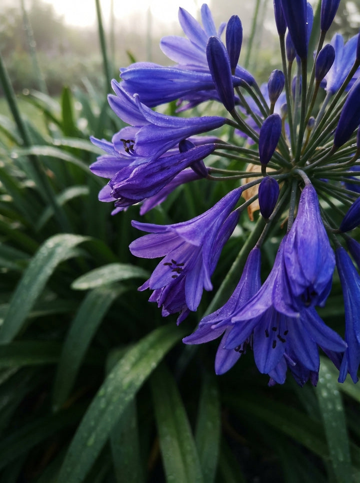 Agapanthus orientalis &