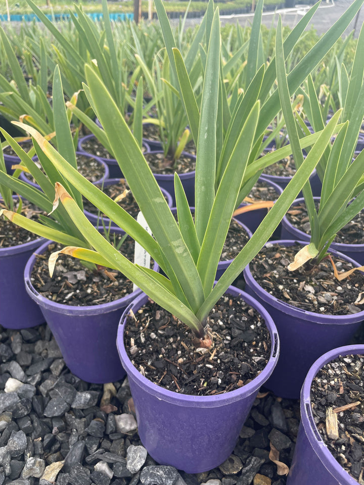 Agapanthus orientalis &