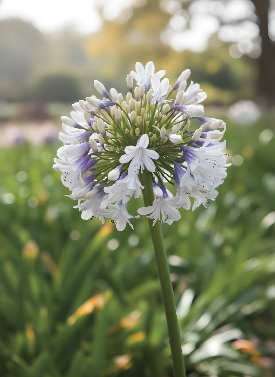 Agapanthus orientalis 'Queen Mum' 140mm Pot for sale Adelaide Plant Co