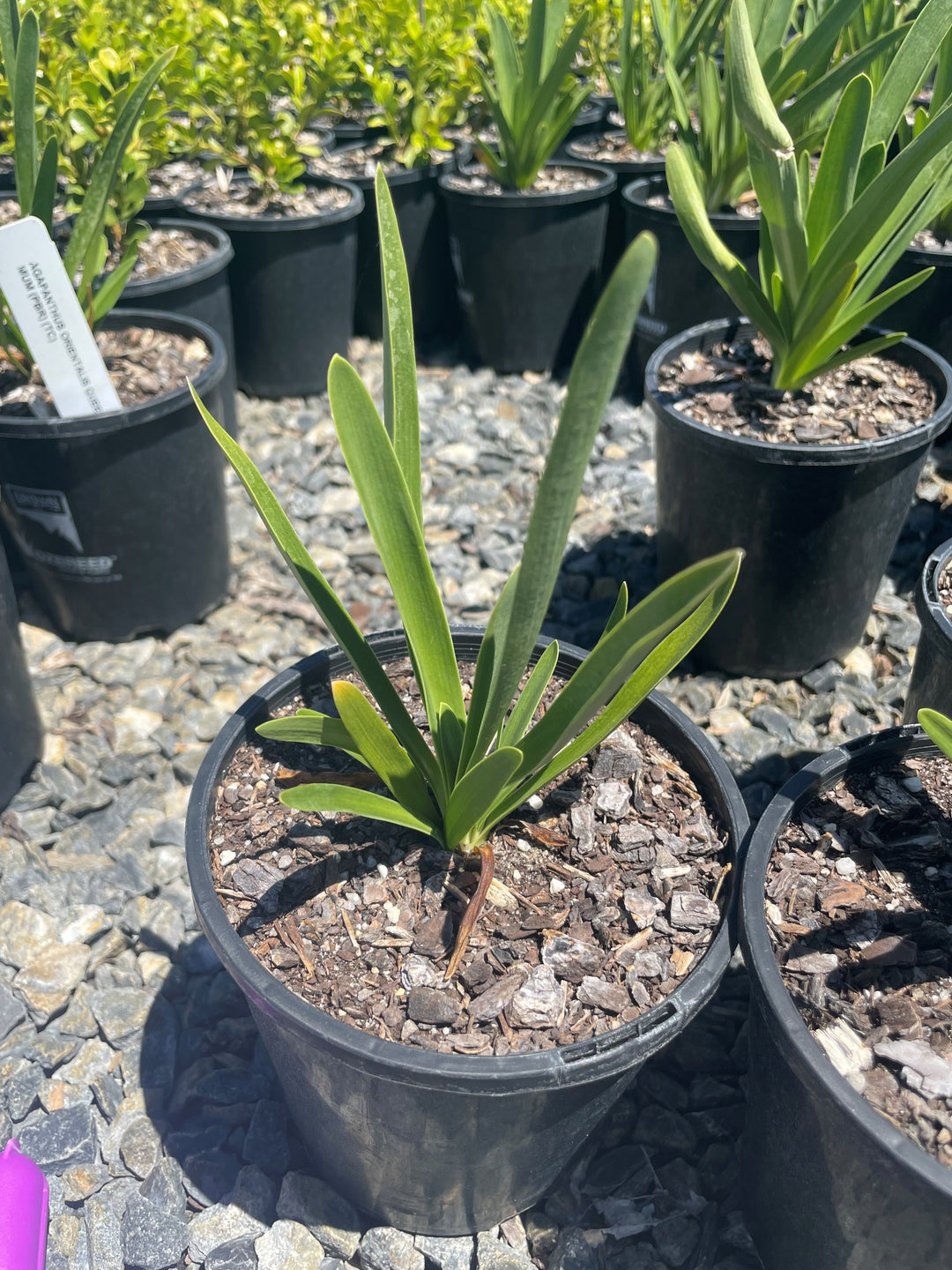 Agapanthus orientalis &