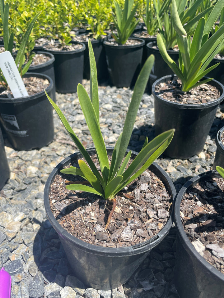 Agapanthus orientalis &