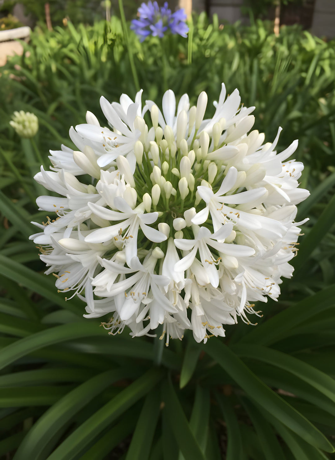 Agapanthus Orientalis 'Snowball' 140mm Pot for sale Adelaide Plant Co